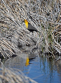 Yellow headed black bird reflection