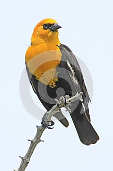 Yellow-headed Blackbird photo