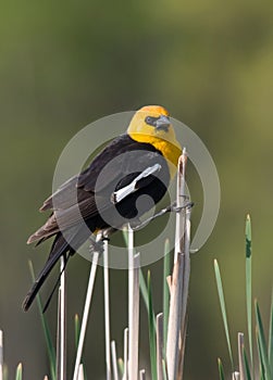 Yellow-headed Blackbird