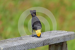 Yellow headed Blackbird