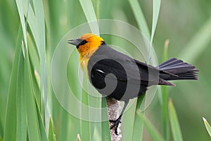 Yellow headed blackbird