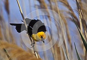 Yellow-headed Blackbird photo