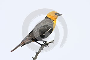 Yellow-headed Blackbird