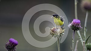 Yellow-headed Blackbird