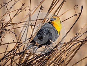 Yellow-headed Blackbird