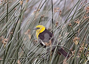 Yellow Headed Blackbird