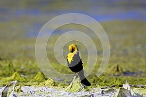 Yellow-headed Blackbird  809701