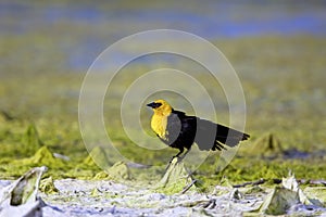 Yellow-headed Blackbird  809705