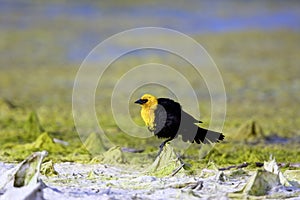 Yellow-headed Blackbird  809706