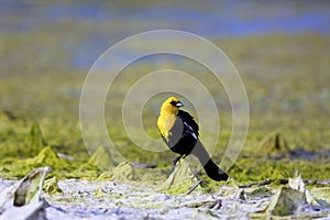 Yellow-headed Blackbird  809708