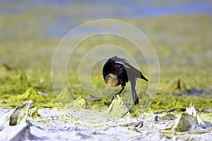 Yellow-headed Blackbird  809713