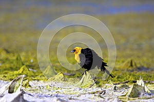 Yellow-headed Blackbird  809717