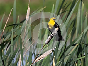 Yellow-headed Blackbird on Cattails