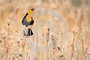 Yellow-headed Blackbird Display