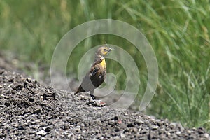 Yellow-headed Blackbird female xanthocephalus xanthocephalus