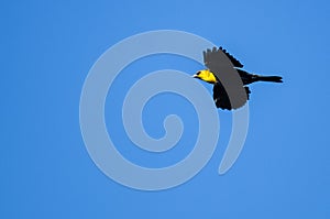 Yellow-Headed Blackbird Flying in a Blue Sky