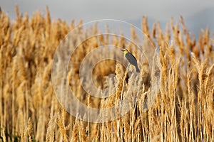 Yellow-headed Blackbird in a Golden Field