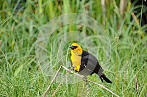 Yellow-headed Blackbird Male