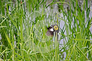 Yellow-headed Blackbird Male