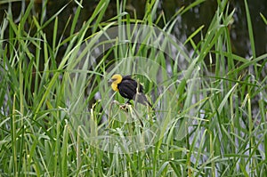 Yellow-headed Blackbird Male