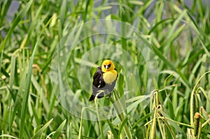 Yellow-headed Blackbird Male