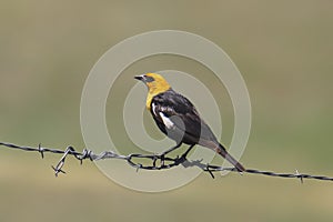 Yellow-headed Blackbird male