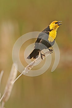 Yellow-headed Blackbird male