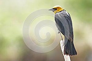 Yellow-headed Blackbird male