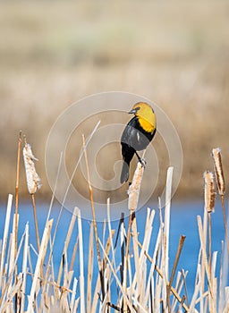 Yellow Headed Blackbird