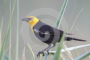 Yellow-headed blackbird perched on grass stems