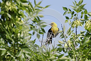 Yellow headed blackbird perched on a tree