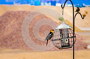 Yellow Headed Blackbird raiding a feeder!