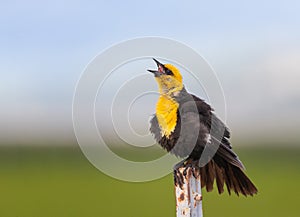 Yellow-headed Blackbird singing on a fence post