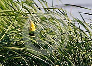 Yellow Headed Blackbird Sits in the Swamp Grass