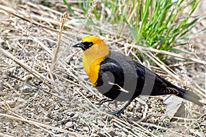 Yellow Headed Blackbird sitting on a twig