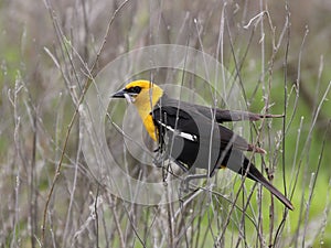 Yellow-headed Blackbird with a Snack