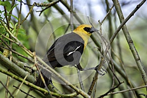 Yellow headed blackbird in tree