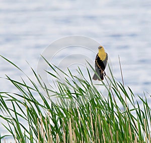 Yellow Headed Blackbird in the Wetland