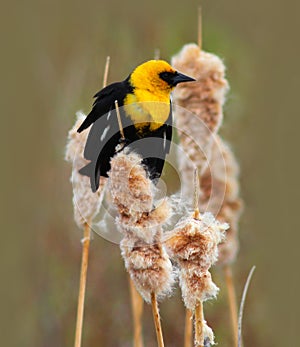 Yellow-headed Blackbird, Xanthocephalus xanthocephalus