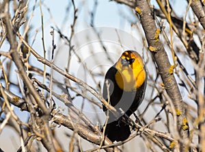 Yellow Headed Blackbird