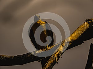 Yellow-headed caracara