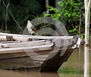 Yellow-headed Caracara