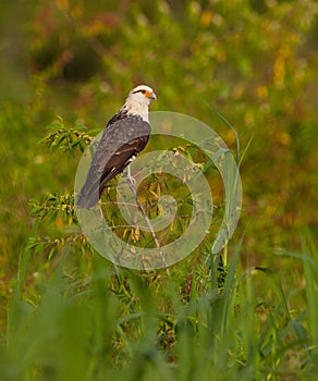 Yellow-headed Caracara