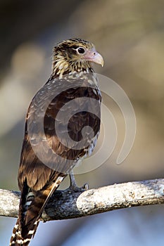 Yellow-headed Caracara  840879