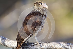 Yellow-headed Caracara  840896