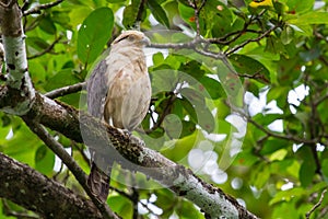 Yellow-headed Caracara