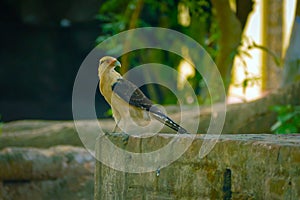 The Yellow-Headed Caracara (Milvago chimachima)