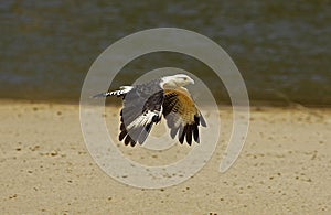 Yellow-Headed Caracara, milvago chimachima, Adult in Flight, Los Lianos in Venezuela