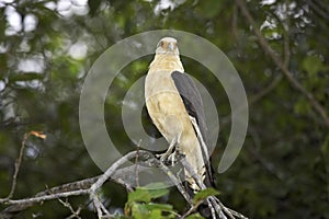 Yellow-Headed Caracara, milvago chimachima, Adult standing on Branch, Los Lianos in Venezuela