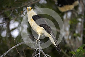 Yellow-Headed Caracara, milvago chimachima, Adult standing on Branch, Los Lianos in Venezuela